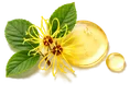 Witch Hazel 